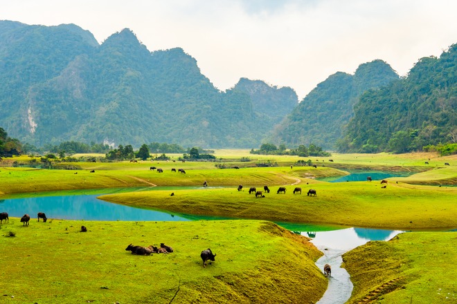 Thảo Nguyên Trâu Xanh