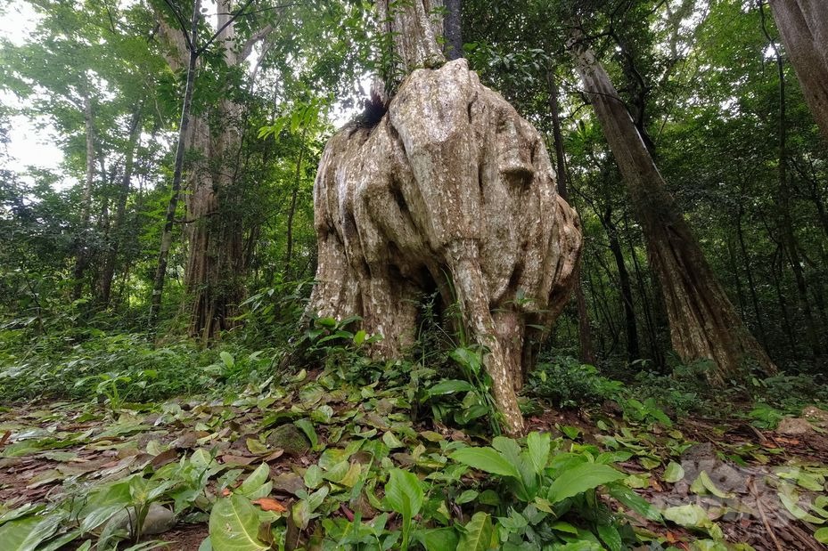 Lý do nên khám phá Vườn Quốc gia Nam Cát Tiên